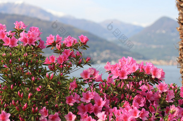 杜鹃<strong>花朵</strong>反对的阿尔卑斯山和在意大利的马焦雷湖