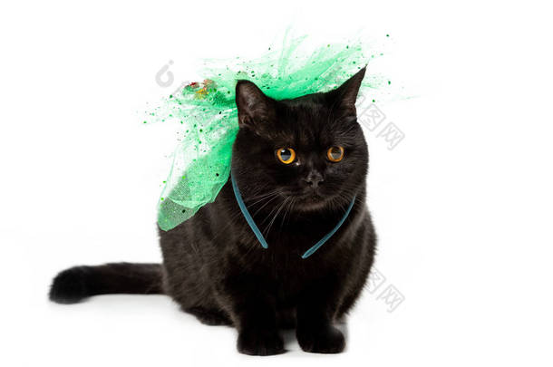 黑色英国短毛猫猫在绿色节日弓被隔绝在白色背景上 