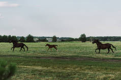草原上疾驰的马和小马的侧视图 