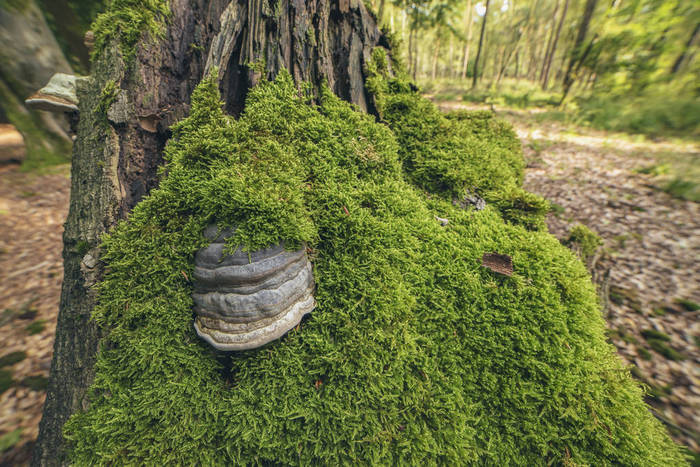 真菌和苔藓在树桩上  