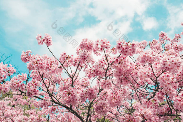 樱花高清图片下载-樱花图片-樱花素材-包图网企业站