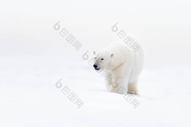 冰雪下的北极熊