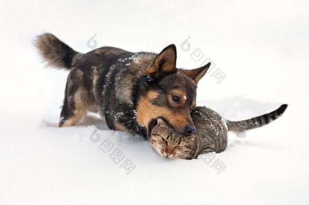 狗和猫玩雪