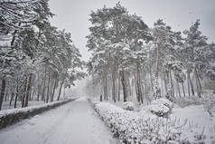 冬天，森林，雪。覆盖着白雪的松树林，雪地里的树木，美丽的冬季风景，大自然