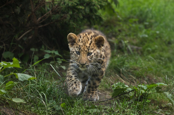 三月大的黑龙江豹 (虎 pardus). 