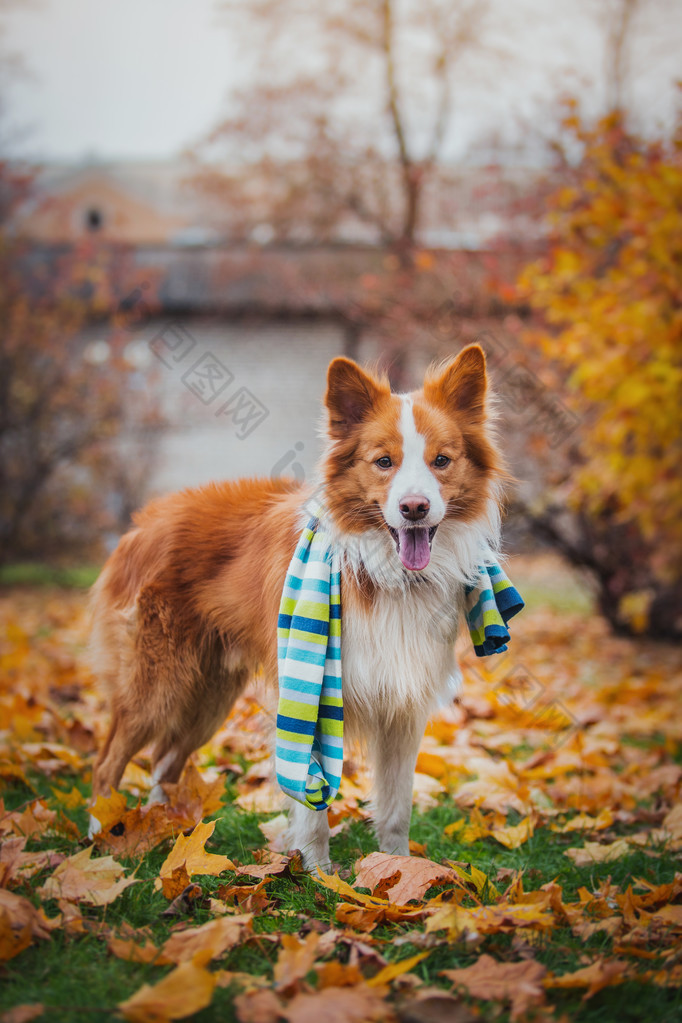 听话的狗品种边境牧羊犬。肖像，秋天，大自然，技巧，培训