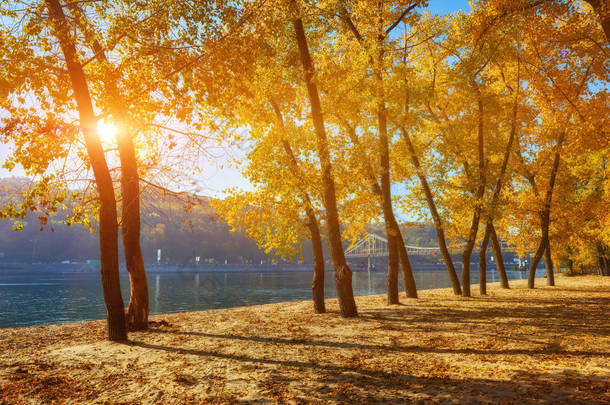 河边的秋天的树, 沙滩上的叶子。阳光明媚的风景
