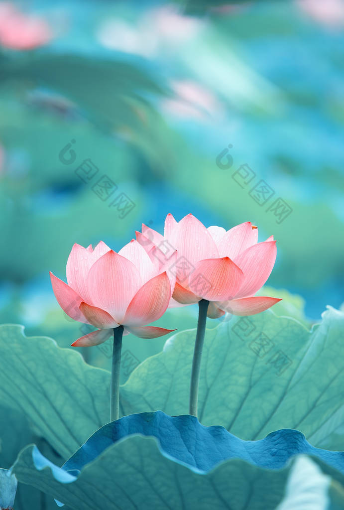 大千花園