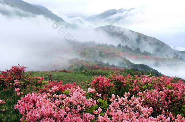 春雾山桃树花