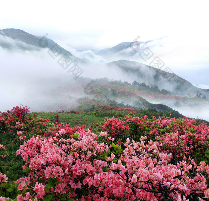 春雾山桃树花