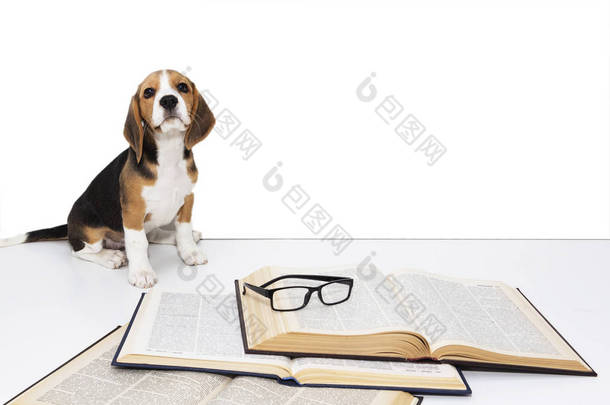 可爱的猎犬小狗与书和眼镜.