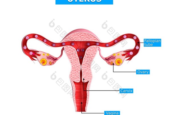 解剖学的<strong>子宫</strong>的 3d 艺术插图。