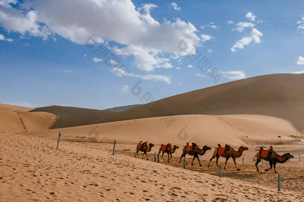 在甘肃敦煌明沙山的<strong>沙丘</strong>和沙漠中旅行的骆驼