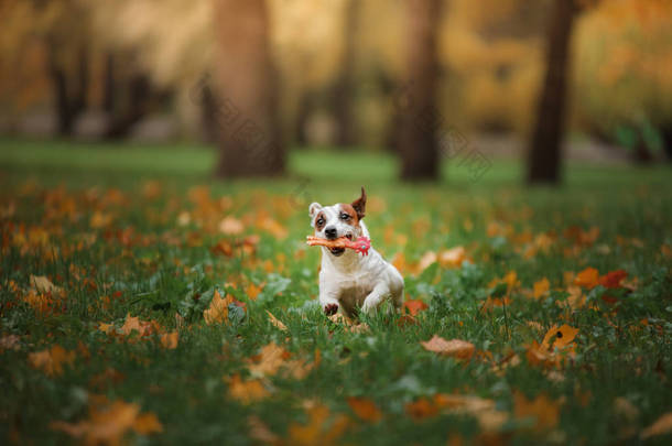 杰克罗素梗犬狗用树叶。金黄色和红色的颜色，在公园散步