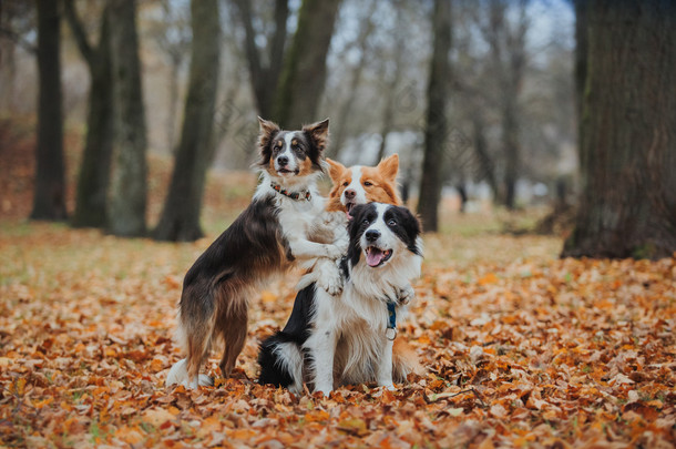 听话的狗品种边境牧羊犬。肖像，秋天，大自然，技巧，培训