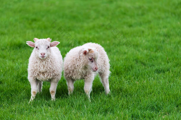 两个年轻羊在牧场里冰岛