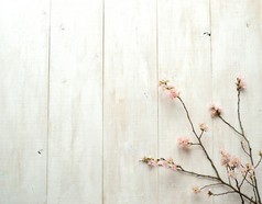 在木制的白色背景上的粉色樱花