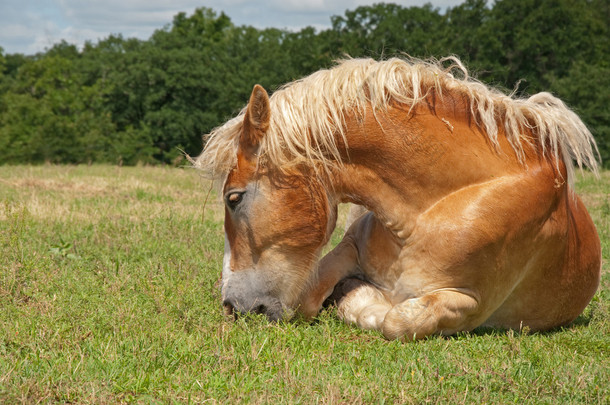 一边吃一边躺在地面上的懒惰比利时<strong>草案</strong>马
