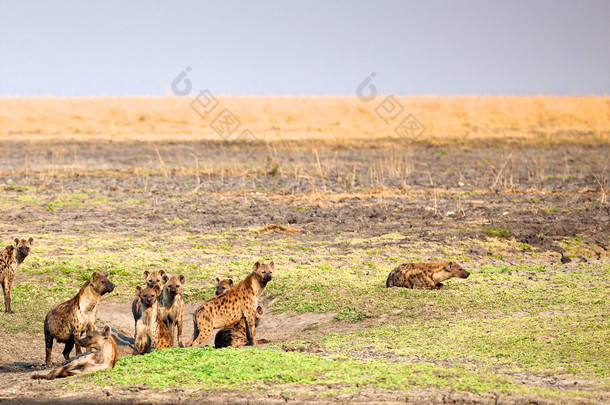 在坦桑尼亚国家公园的鬣狗
