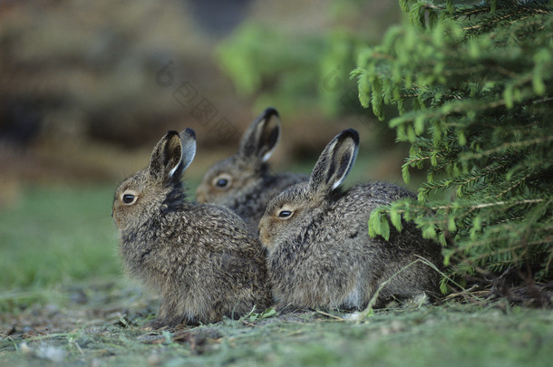 三只兔子坐在布什