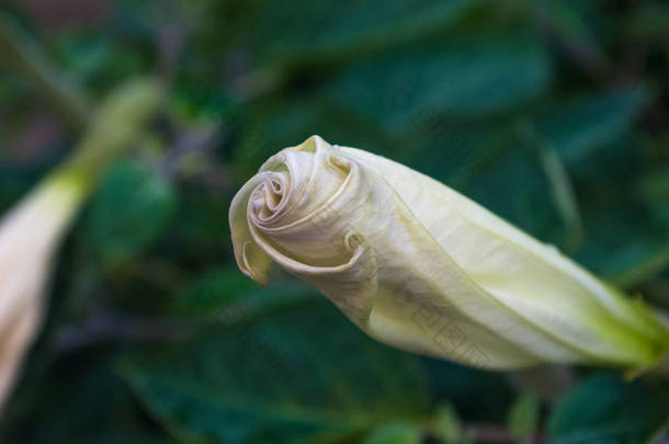 魔鬼的小号, 曼陀罗花, Moonflower, 曼陀罗金属, <strong>天使</strong>小号, 荆棘苹果在花园里, 关闭.