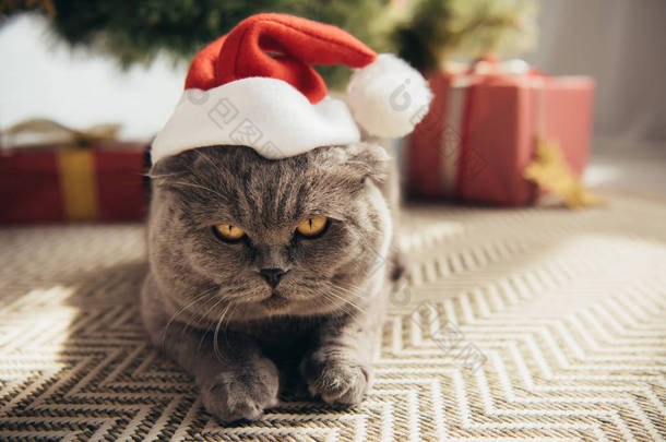 灰色苏格兰折叠猫在<strong>圣诞老人帽子</strong>躺在圣诞树下