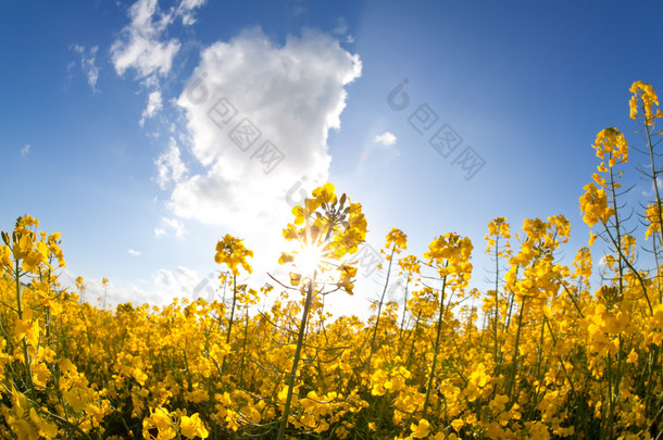 菜籽油鲜花和阳光在蓝蓝<strong>的</strong>天空