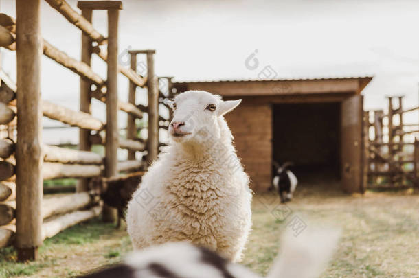 农场畜栏绵羊放牧的近观