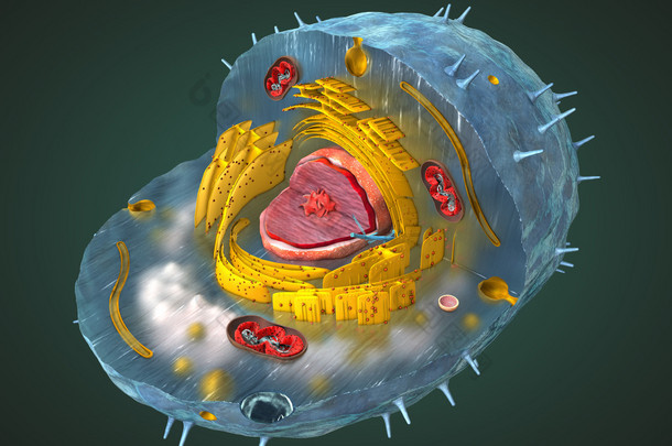 科学正确人类细胞的内部结构的三维的图切掉