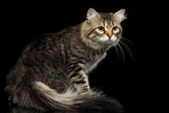 好奇的西伯利亚猫带着毛茸茸的尾巴在孤立的黑色背景上回头看，侧视图