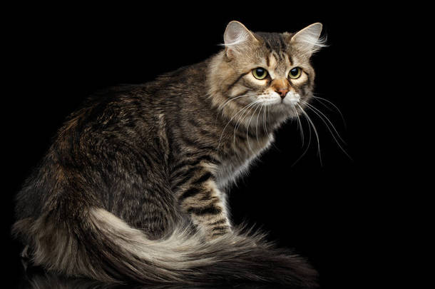 好奇的西伯利亚猫带着毛茸茸的尾巴在孤立的黑色<strong>背景</strong>上回头看，侧视图
