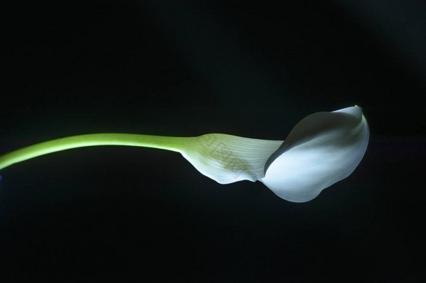 美丽的马蹄莲百合花分离黑色 