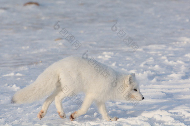 雪地里的北极狐