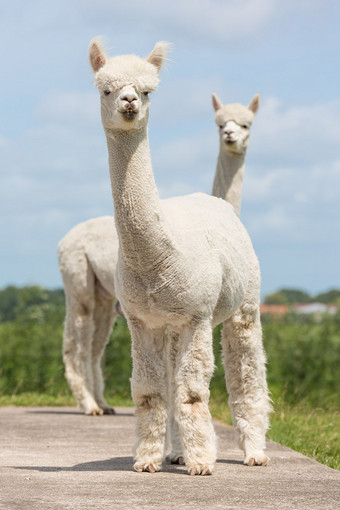 在荷蘭的動物公園兩個秘魯羊駝圖片下載