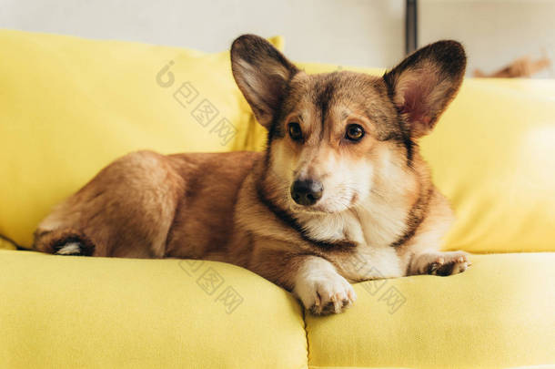 可爱的威尔士科吉狗躺在黄色的沙发上