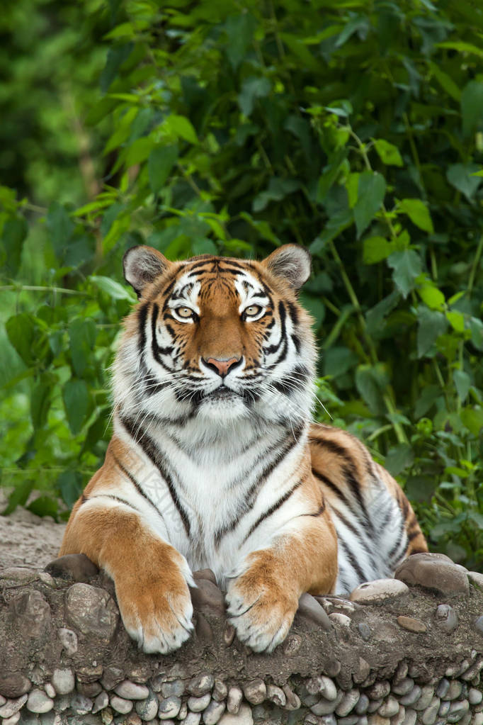 西伯利亚虎(panthera tigris altaica))