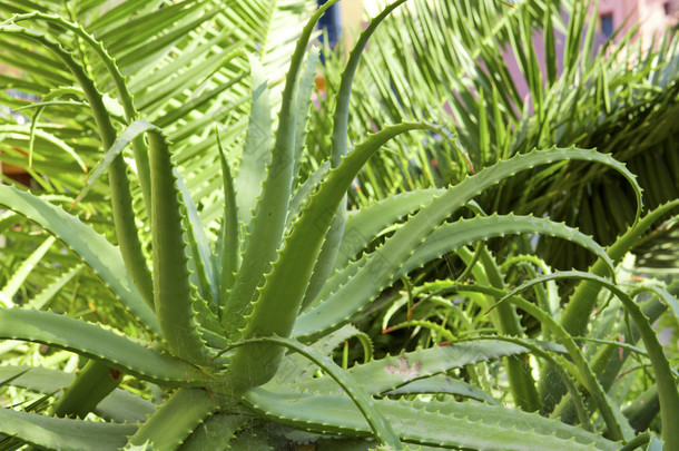 关闭芦荟<strong>植物</strong>.