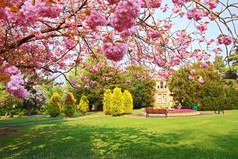 盛开在公园里的粉色樱桃树