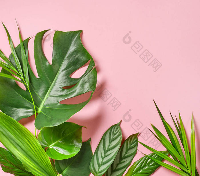 各种热带树叶图片-包图网企业站