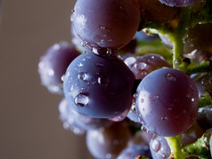 葡萄干上的葡萄