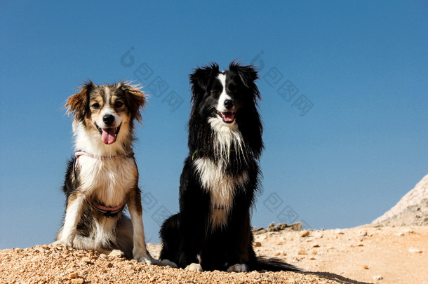 坐在一座山顶上的两只狗