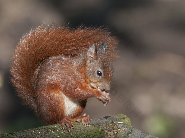 松鼠看起来像可爱的小动物