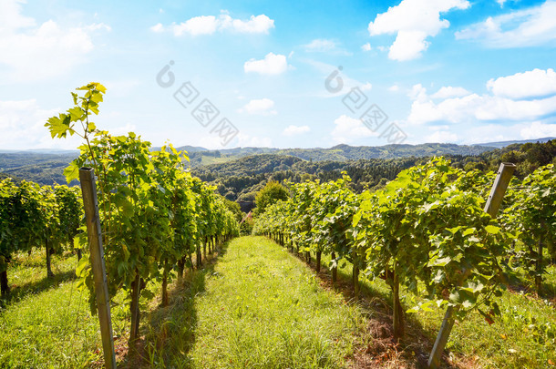 葡萄树在秋天-葡萄园酿酒葡萄收获前