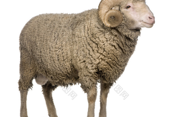 阿维尼翁美利奴羊，ram，3 岁，站在白色背景前
