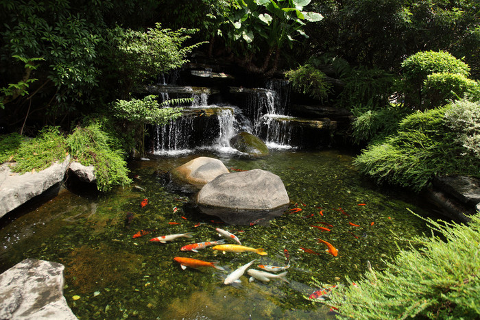 花园 池塘鱼