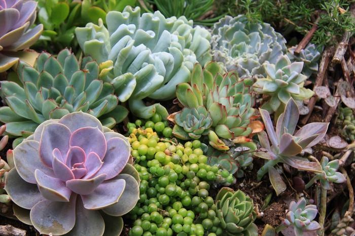 多肉植物