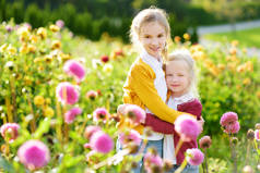 两个可爱的姐妹玩在盛开的大丽花领域。阳光明媚的夏日, 孩子们在大丽花的草地上采摘鲜花。孩子们为母亲挑选鲜花.