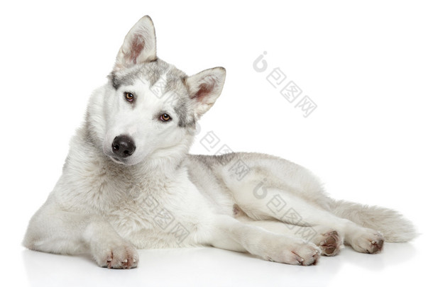 在白色背景上的<strong>西伯利亚</strong>爱斯基摩狗