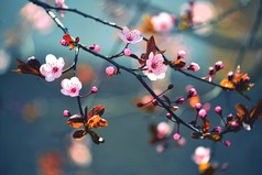 美丽的日本樱花-樱花。春天里开着花的背景.