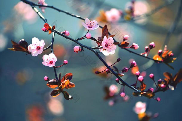 <strong>美丽</strong>的日本樱花-樱花。春天里开着花的背景.